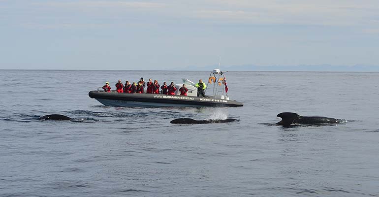 walvissen spotten boot