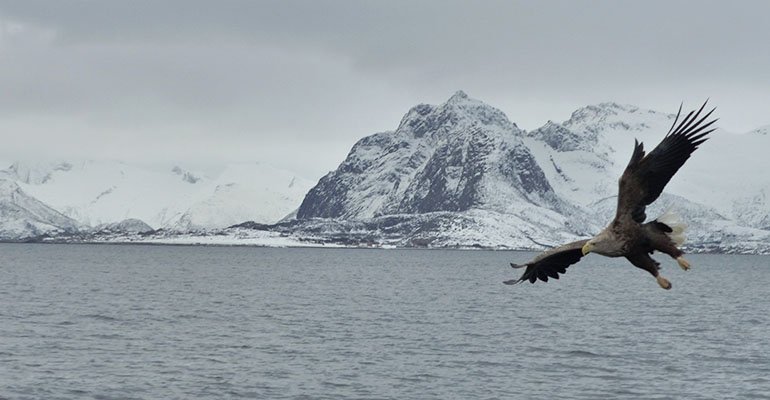 zeearend noorwegen winter