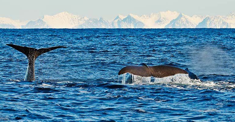 vesteralen winter walvissen