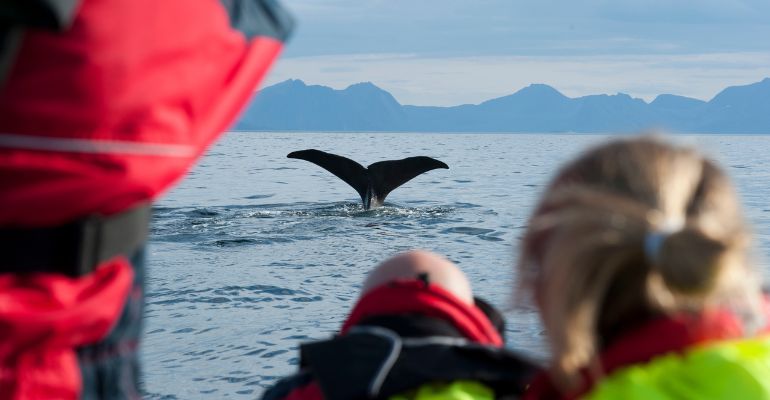 walvis spotten noord-noorwegen