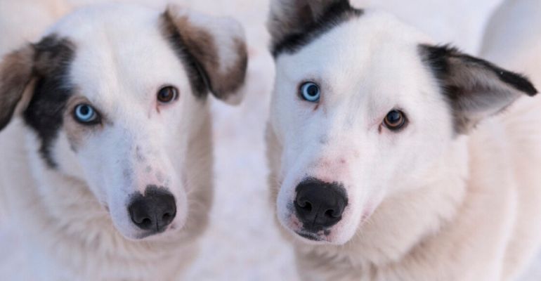 Noord-Noorwegen natuur en wildlife