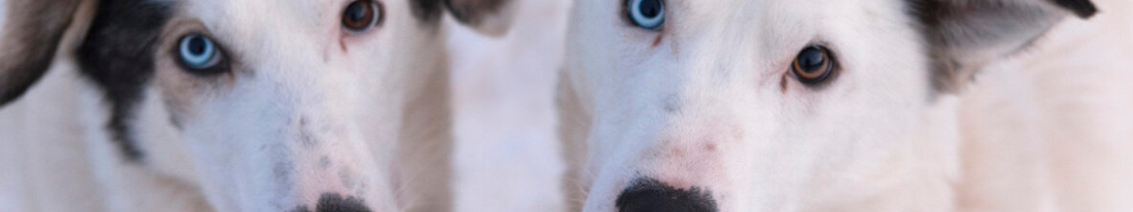 Lodge met huskyfarm in Noord-Noorwegen