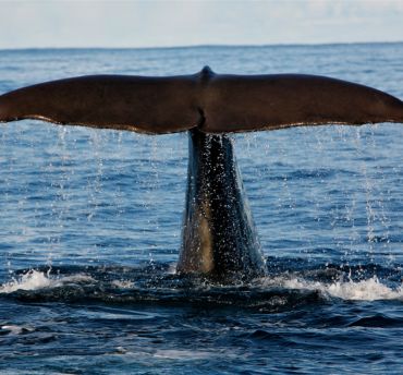 Walvissen spotten in Noorwegen