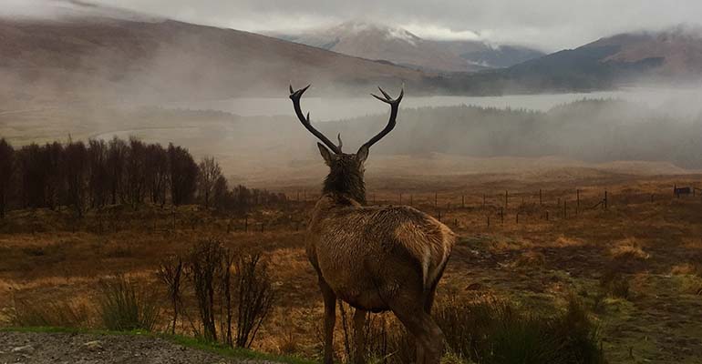 Wildlife spotten in Schotland