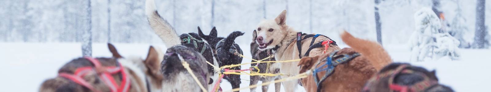Alles over Zweden winter