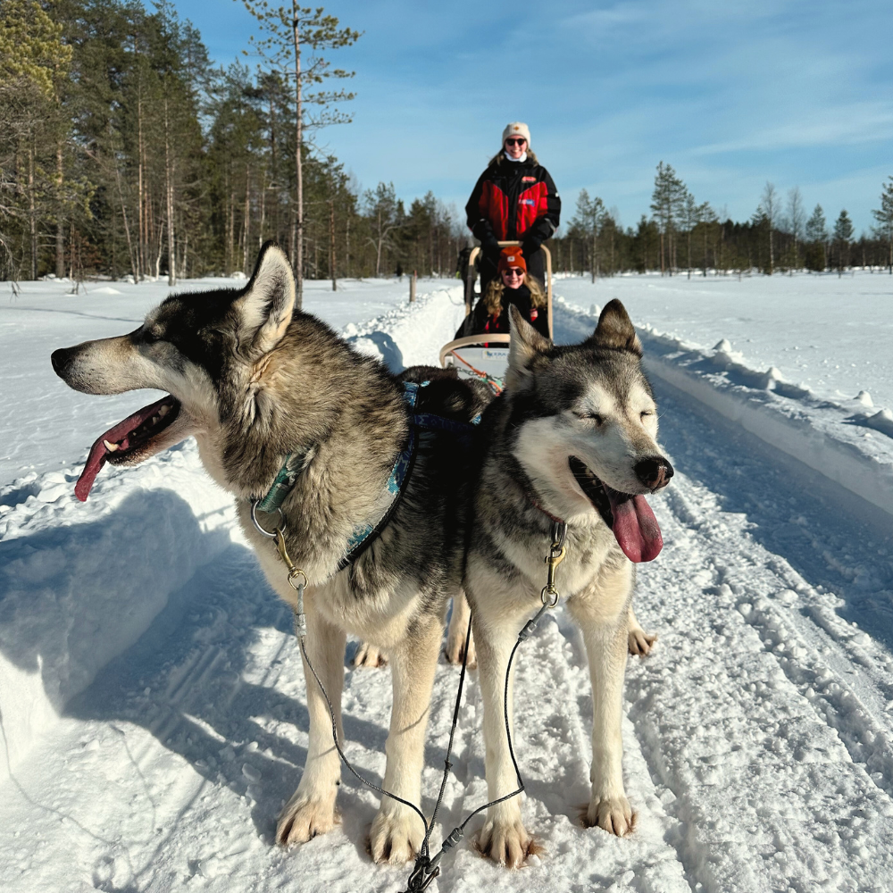 incentive Lapland