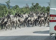 Camperreizen - De vrijheid van een huis op wielen
