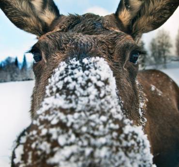 elanden spotten zweeds lapland